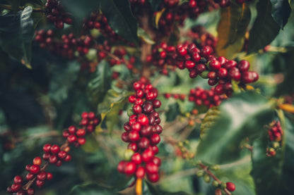 【SOLD OUT】【フェアトレード】【インドネシア産】コーヒー豆 200g